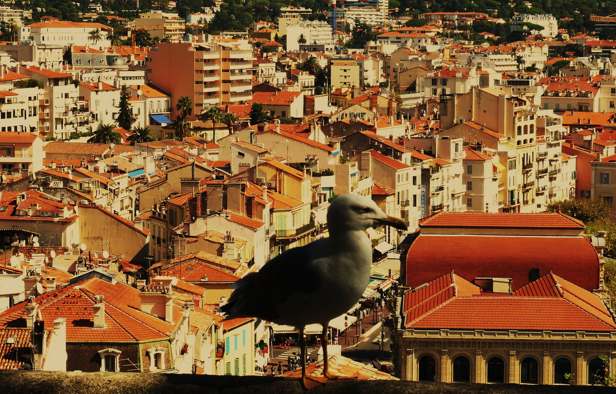 tour guide cannes