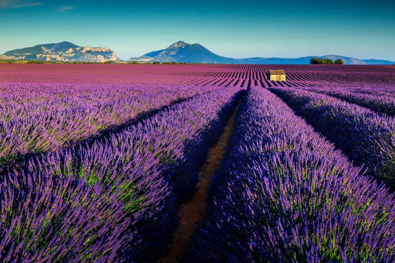 lavender fields tour france