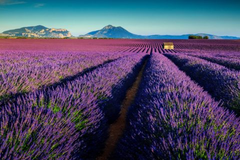 Lavender Fields France - Riviera Bar Crawl Tours - French Riviera