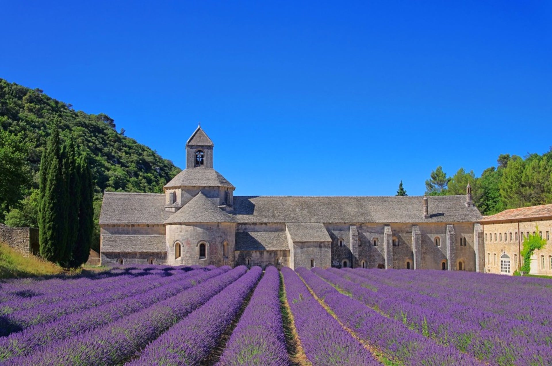 lavender fields france