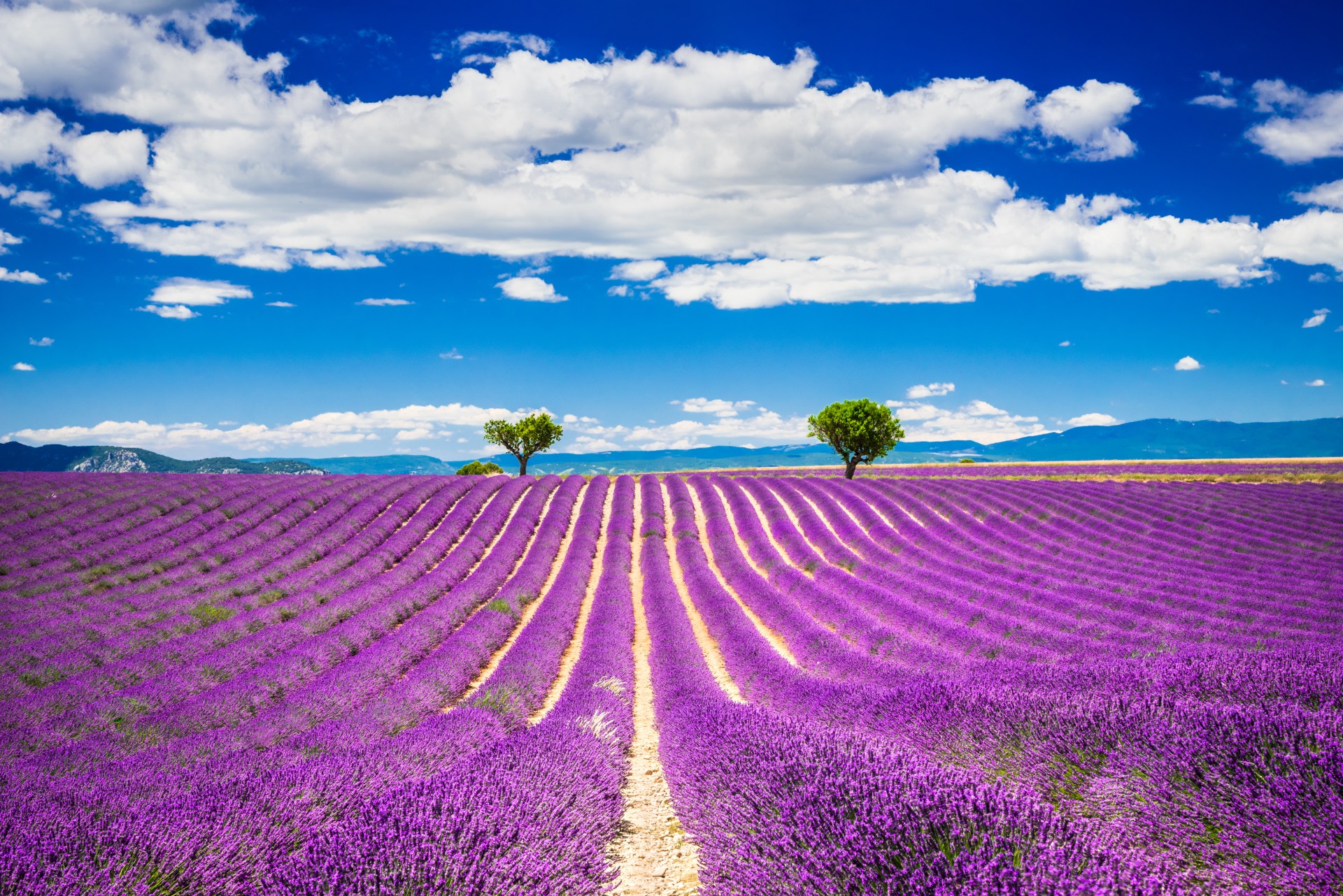 provence lavender fields