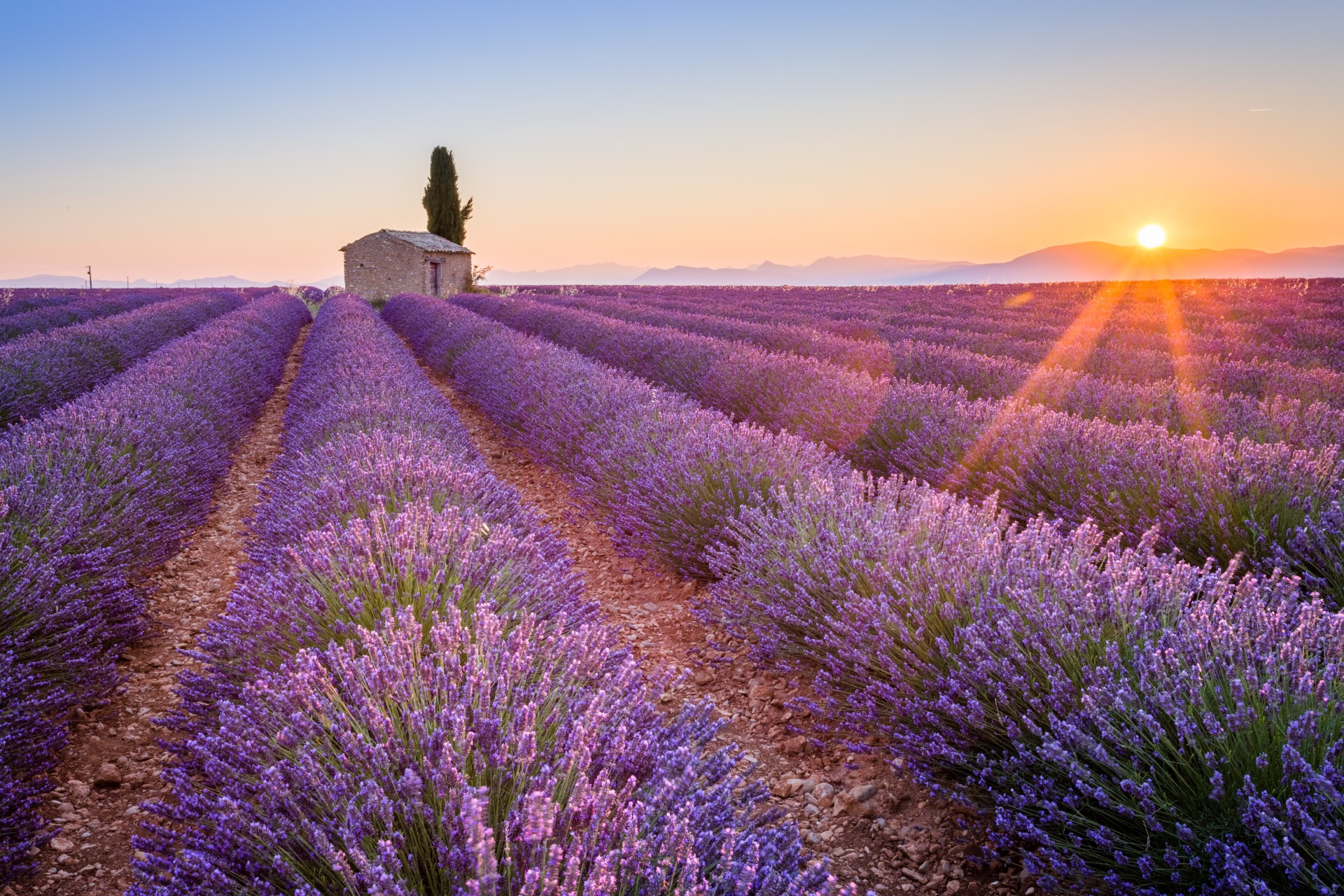 lavender fields provence tours