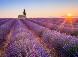 Private Besichtigungstour Valensole Provence Lavendelfelder