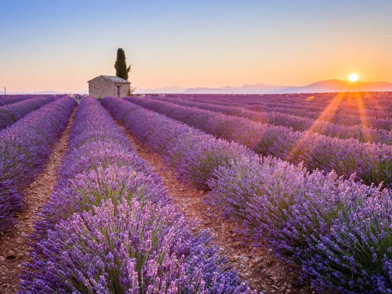 private sightseeing tours valensole lavender fields